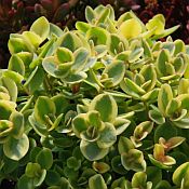 Sedum Lime Twister 175 Sedum Lime Twister 175