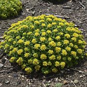 Sedum Little Miss Sunshine Sedum Little Miss Sunshine