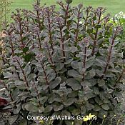 Sedum Maestrro 175 Sedum Maestrro 175