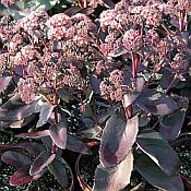 Sedum Purple Emperor 175 Sedum Purple Emperor 175