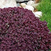 Sedum Sunspark Wildfire Sedum Sunspark Wildfire