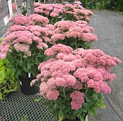 Sedum 'Aut. Joy' Sedum 'Aut. Joy'