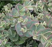 Sedum sieboldii Sedum sieboldii