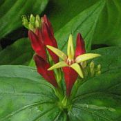 Spigelia marilandica - 175 Spigelia marilandica - 175