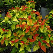 Spiraea Dbl Play Candy Corn Spiraea Dbl Play Candy Corn
