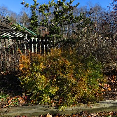 Spiraea t Ogon 400 Spiraea t Ogon 400
