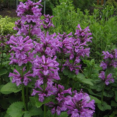 Stachys macrantha 400 Stachys macrantha 400