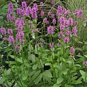 Stachys monnieri 'Hummelo' Stachys monnieri 'Hummelo'