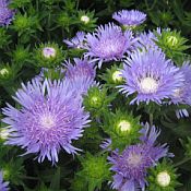 Stokesia 'Peachies Pick'175 ours nice Stokesia 'Peachies Pick'175 ours nice