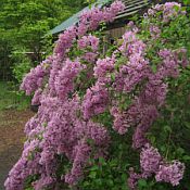 Syringa lilac Sunday 175 Syringa lilac Sunday 175