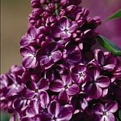 Syringa vul. 'Yankee Doodle' Syringa vul. 'Yankee Doodle'