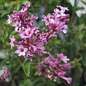 Syringa x 'Bloomerang Purple' Syringa x 'Bloomerang Purple'