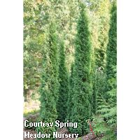 Thuja Thin Man 200 Thuja Thin Man 200
