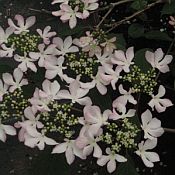 Viburnum p.t. Molly Schroeder 175 Viburnum p.t. Molly Schroeder 175