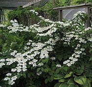 Viburnum p.t. 'Shasta' Viburnum p.t. 'Shasta'