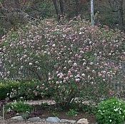 Viburnum x juddii Viburnum x juddii