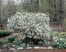 Viburnum x juddii Viburnum x juddii