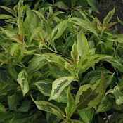 Weigela My Monet Sunset Weigela My Monet Sunset