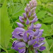 Wisteria frutescens 'Amethyst Falls' Wisteria frutescens 'Amethyst Falls'