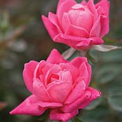 'Double Pink Knockout' 175 'Double Pink Knockout' 175