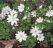 anem thalictroides anem thalictroides