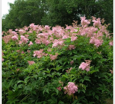 Filipendula rubra venusta #1 Filipendula rubra venusta #1