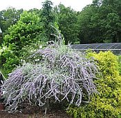 buddleia a. argentea buddleia a. argentea