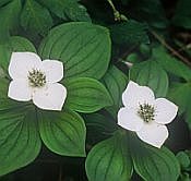 cornus canadensis cornus canadensis