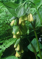 disporum flavum disporum flavum
