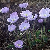 jeffersonia dubia jeffersonia dubia