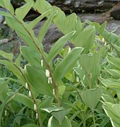 polygonatum odoratum variegatum polygonatum odoratum variegatum