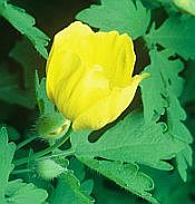 stylophorum diphyllum stylophorum diphyllum