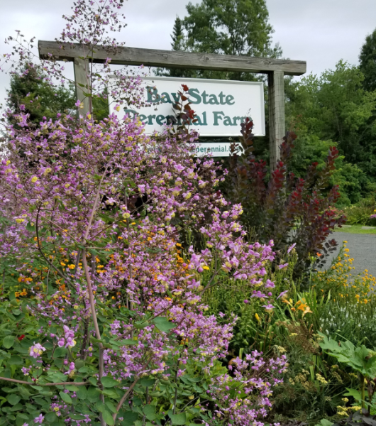 Bay State Perennial Farm