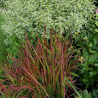 Ornamental Grasses Bay State Perennial Farm